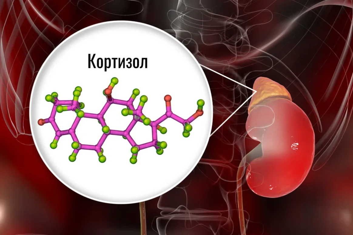 8 способов снизить уровень кортизола — гормона, из-за которого мы полнеем и стареем в два раза быстр